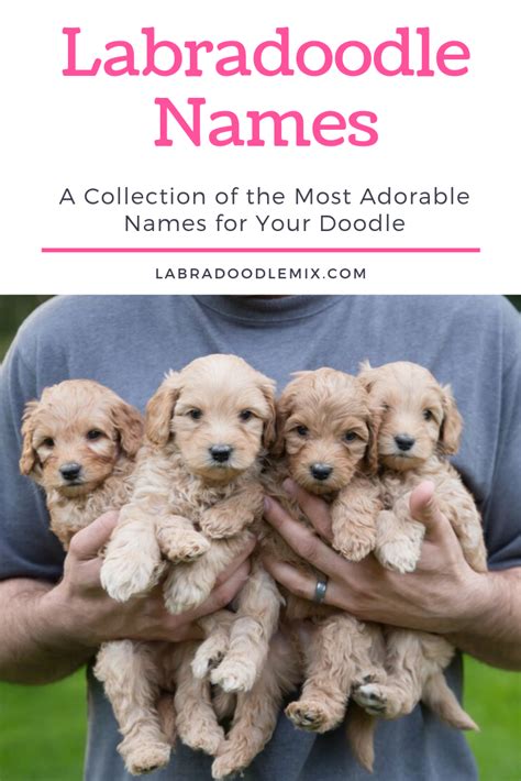 Boy Labradoodle Puppy Names